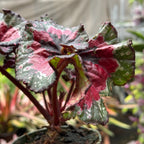 Begonia 'Macarena Cruz'