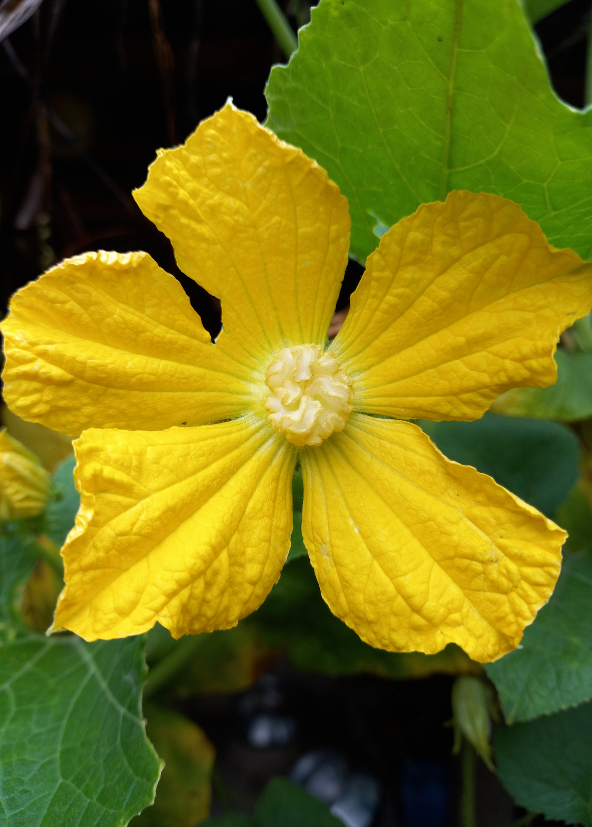 Winter Melon — Benincasa hispida Live Plant