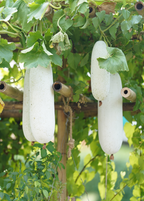 Winter Melon — Benincasa hispida Live Plant