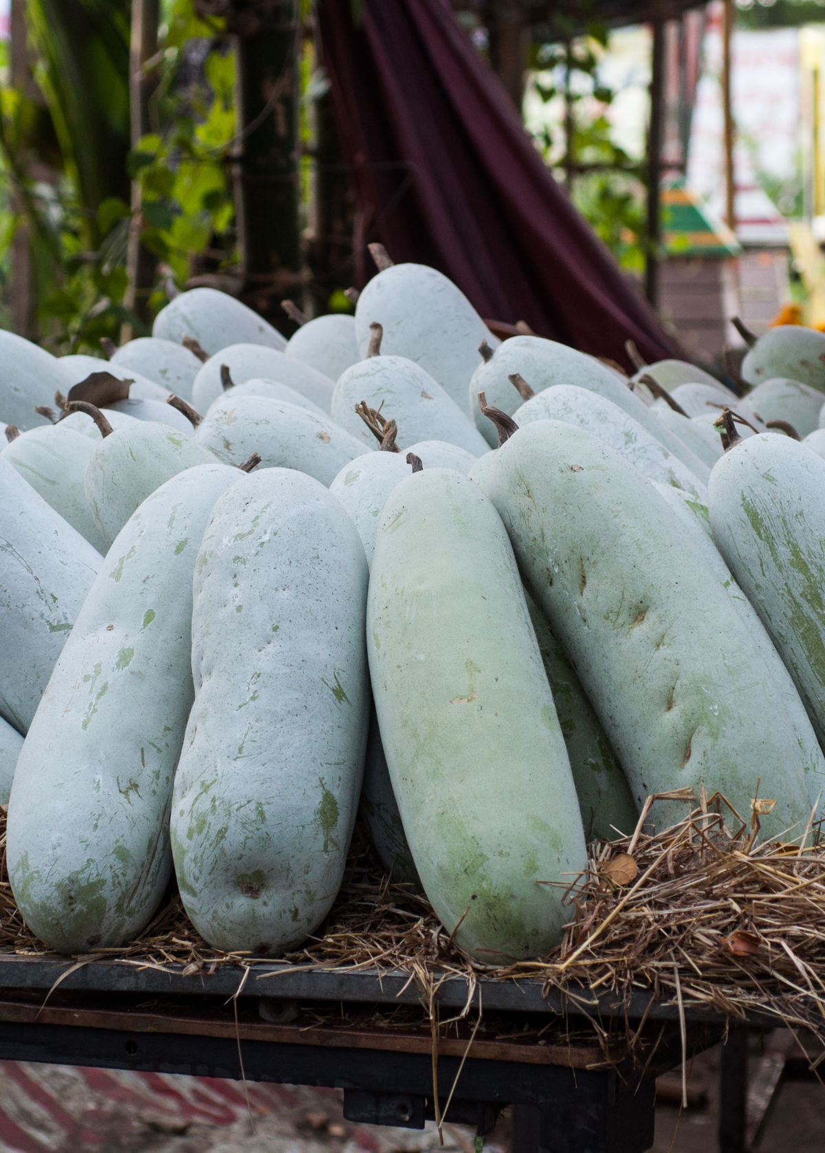 Winter Melon — Benincasa hispida Live Plant