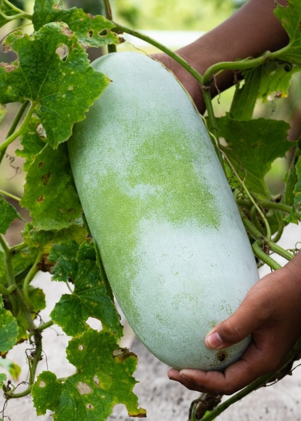 Winter Melon — Benincasa hispida Live Plant
