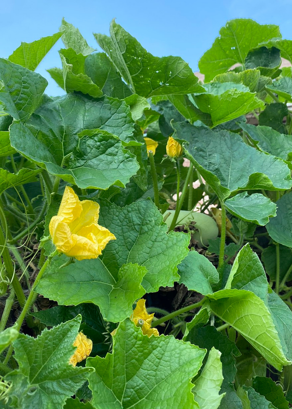 Winter Melon — Benincasa hispida Live Plant
