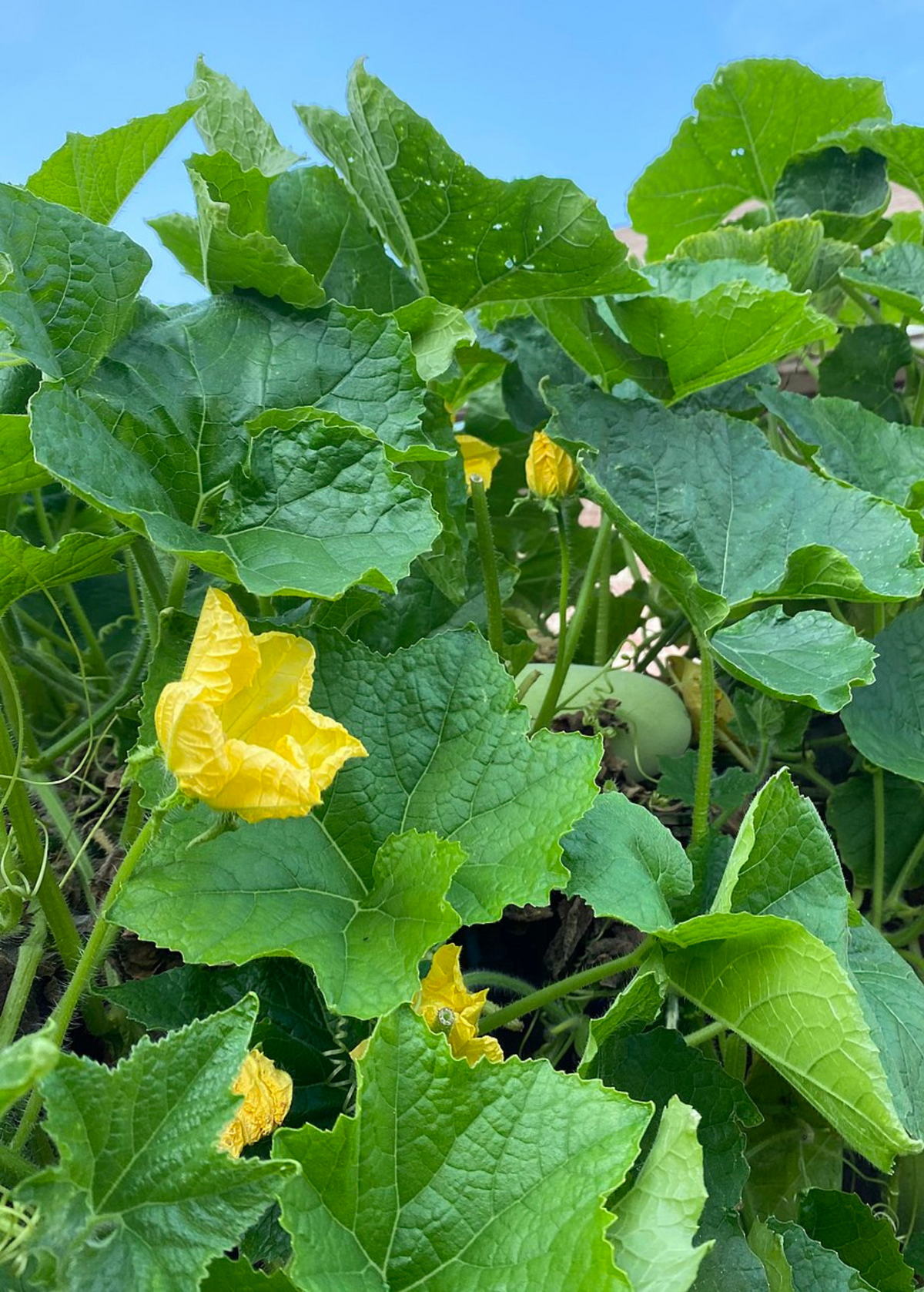 Winter Melon — Benincasa hispida Live Plant