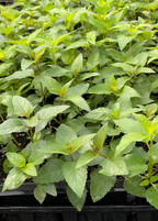 Sweet Leaf Bergamot — Wild Bee Balm
