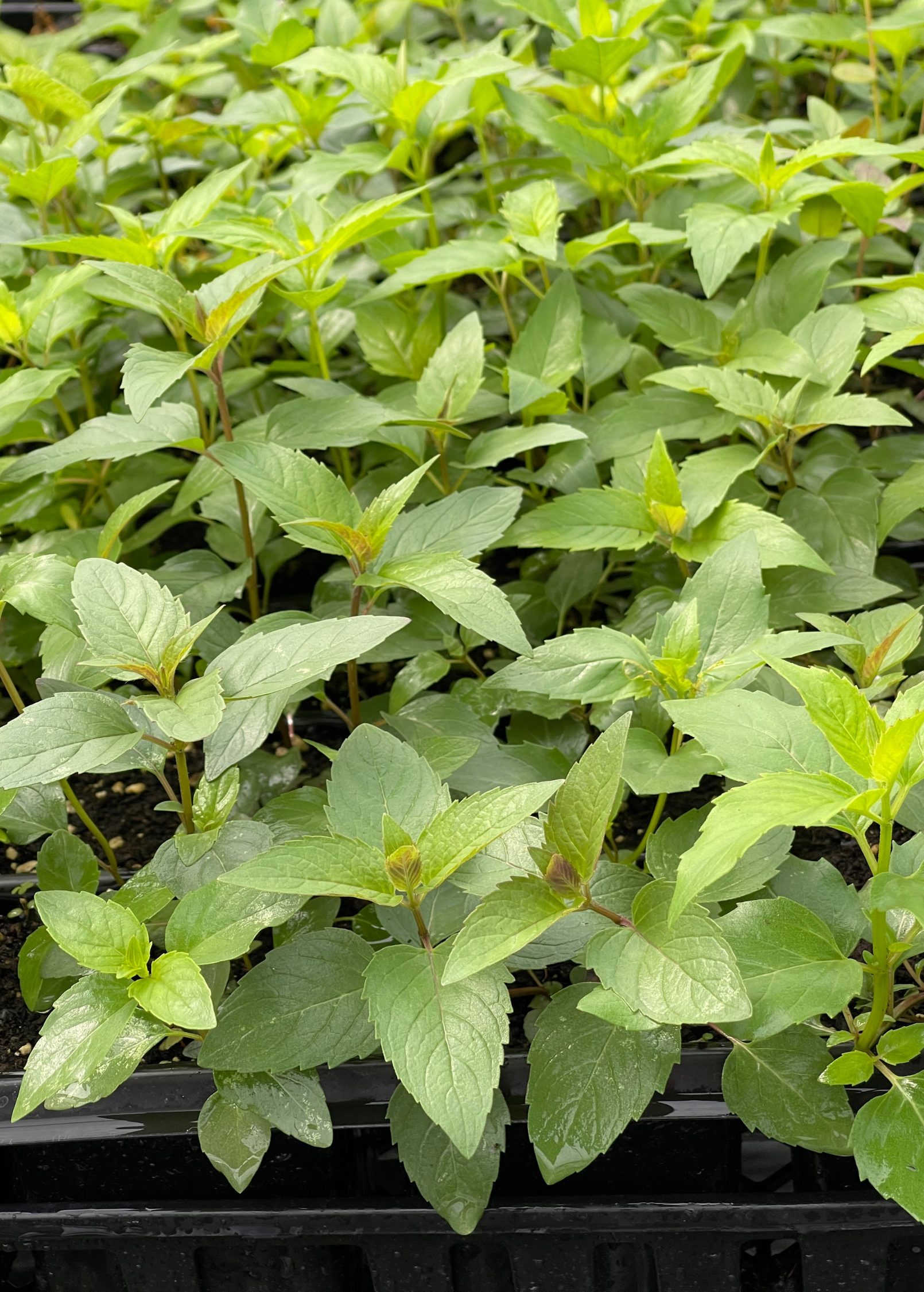 Sweet Leaf Bergamot — Wild Bee Balm