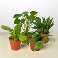 Indoor Jungle Bundle — Four Plants