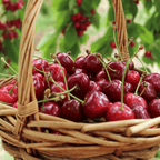 Bing Cherry Tree live fruit plant