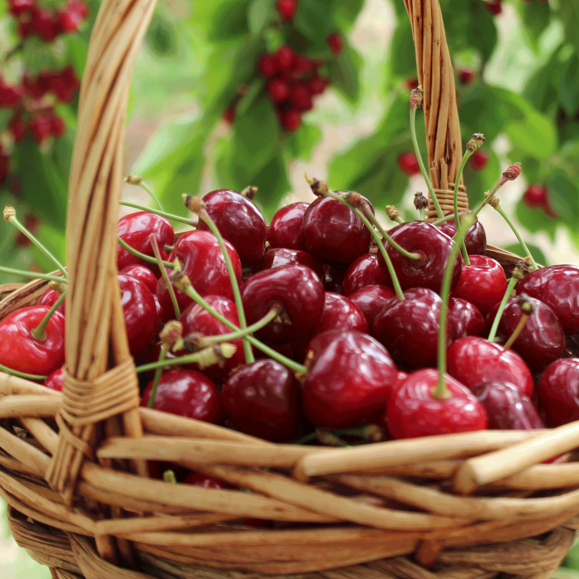 Bing Cherry Tree live fruit plant