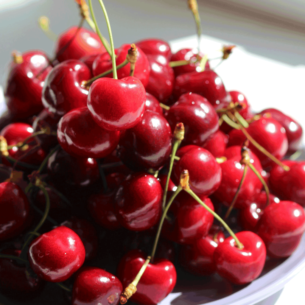Bing Cherry Tree live fruit plant