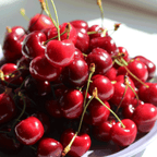 Bing Cherry Tree live fruit plant