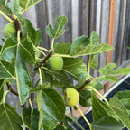 Black Mission Fig Tree — Rich, Jammy Figs live plant