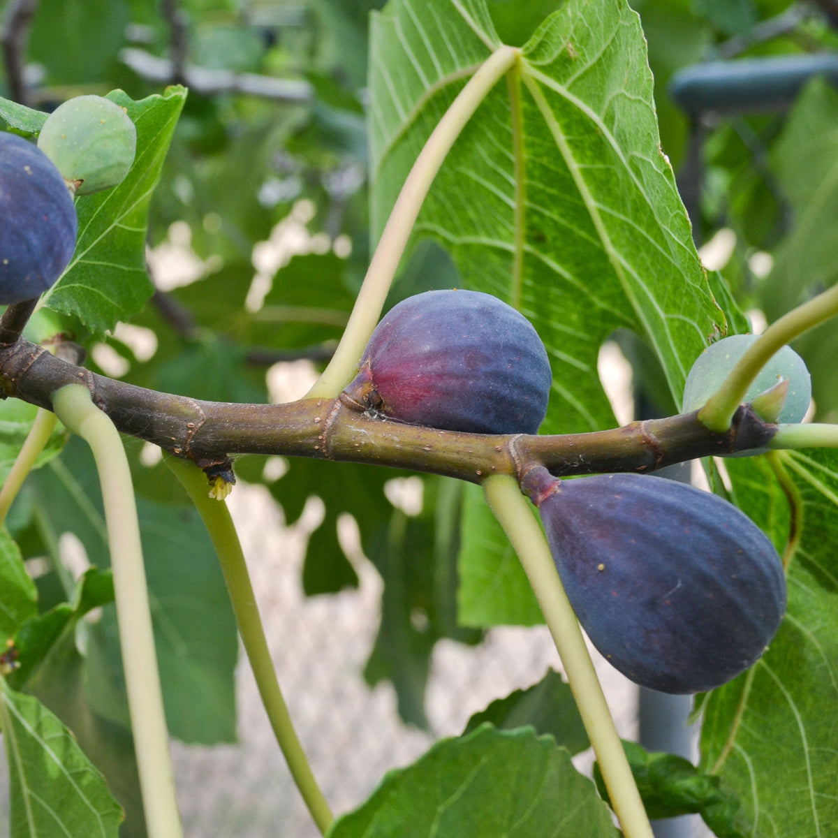Black Mission Fig Tree — Rich, Jammy Figs live plant
