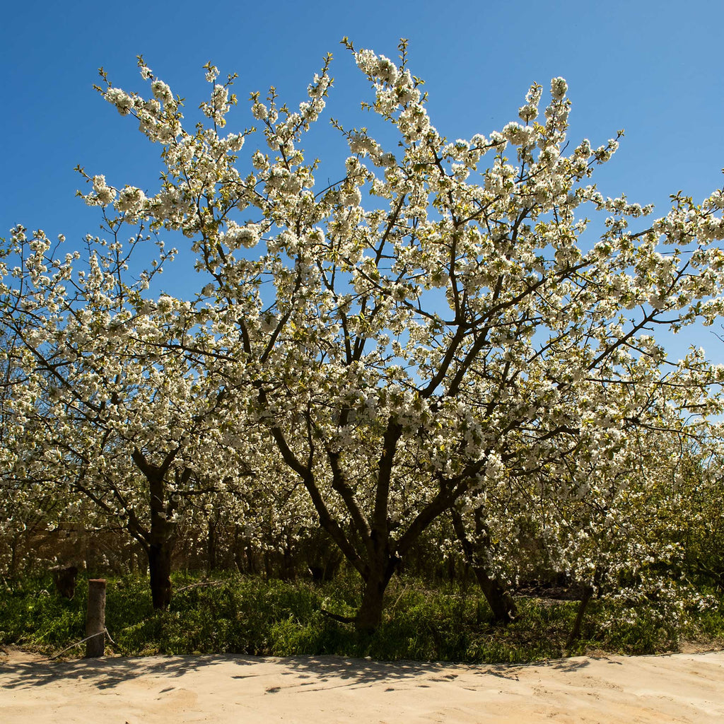Black Tartarian Cherry Tree live fruit plant