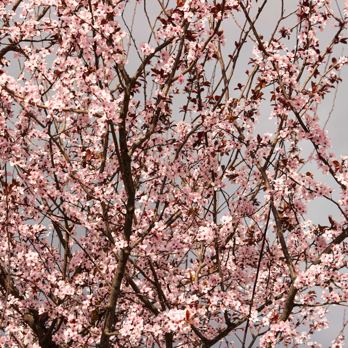 Black Tartarian Cherry Tree live fruit plant