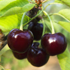 Black Tartarian Cherry Tree live fruit plant