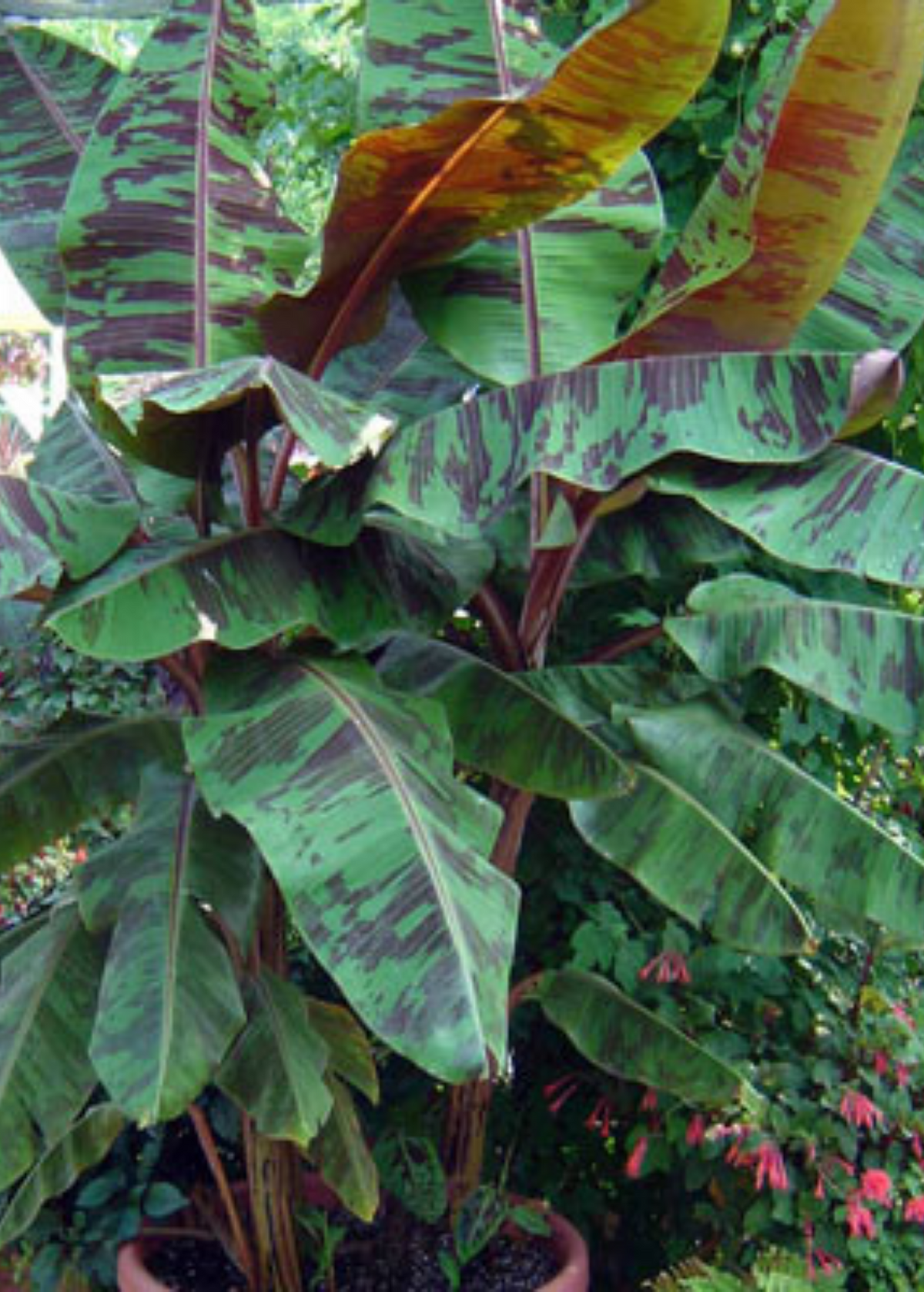 Blood Banana — Red-Marked Ornamental Foliage