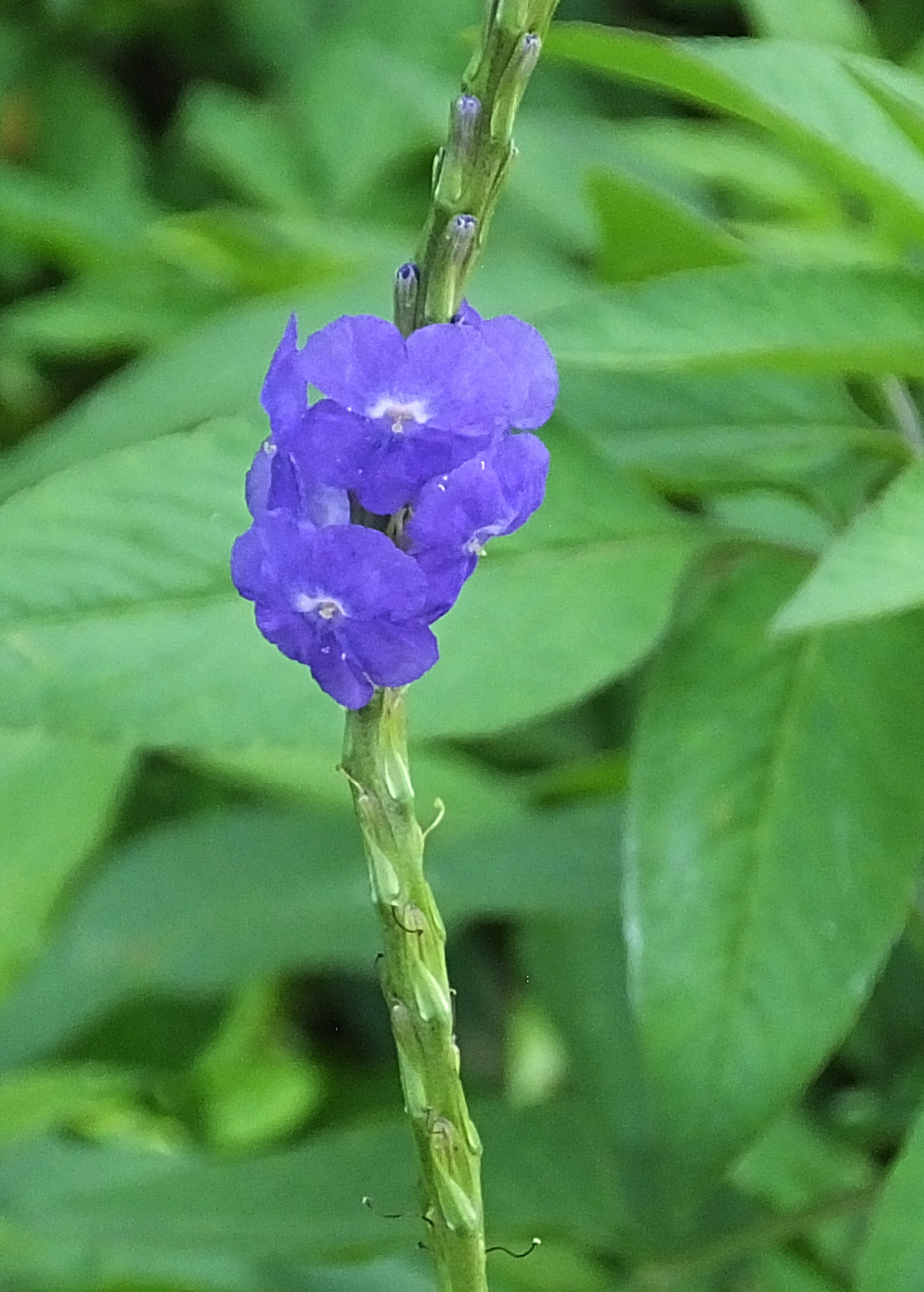 Blue Porterweed — Stachytarpheta jamaicensis
