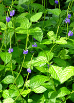 Blue Porterweed — Stachytarpheta jamaicensis