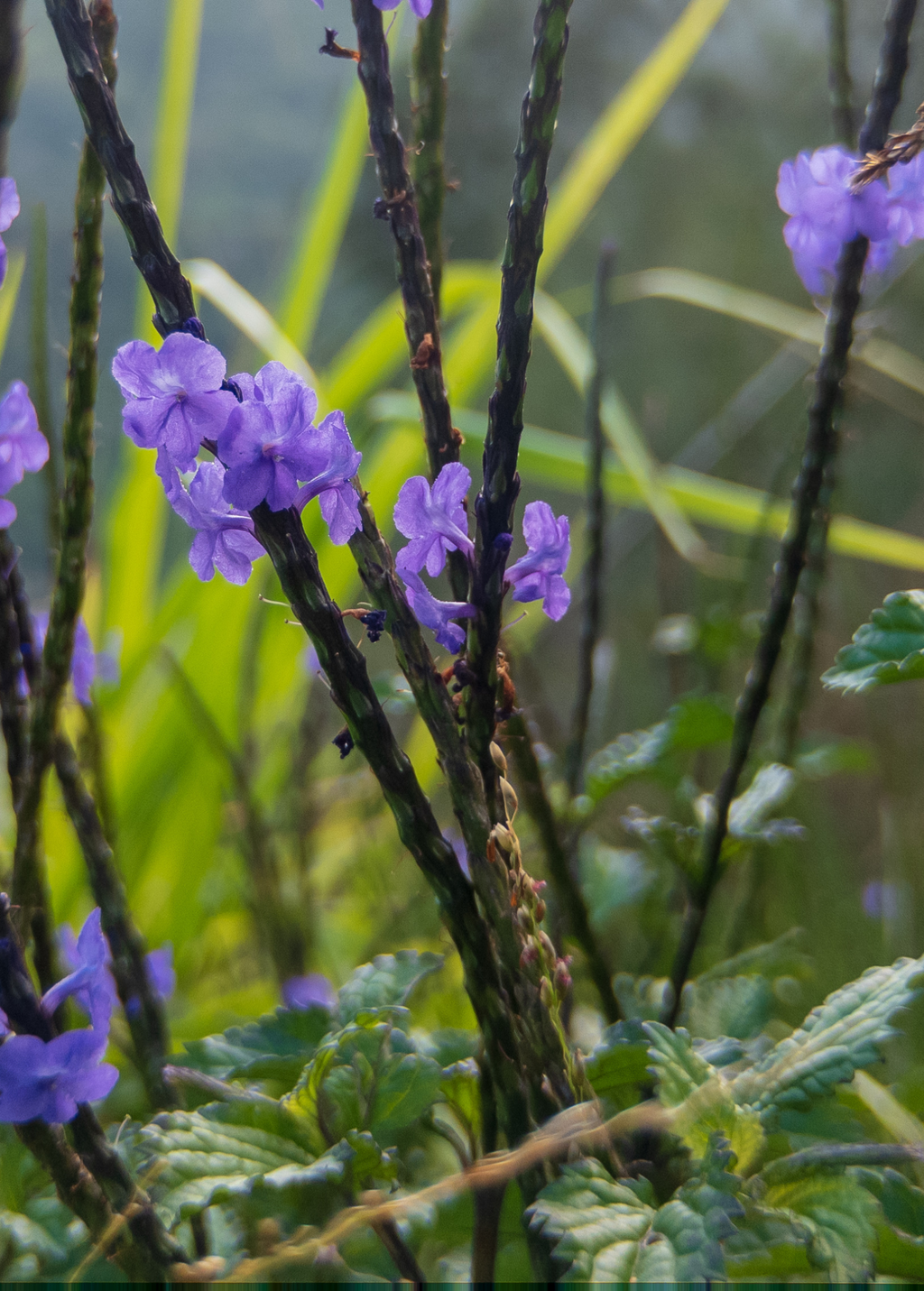 Blue Porterweed — Stachytarpheta jamaicensis