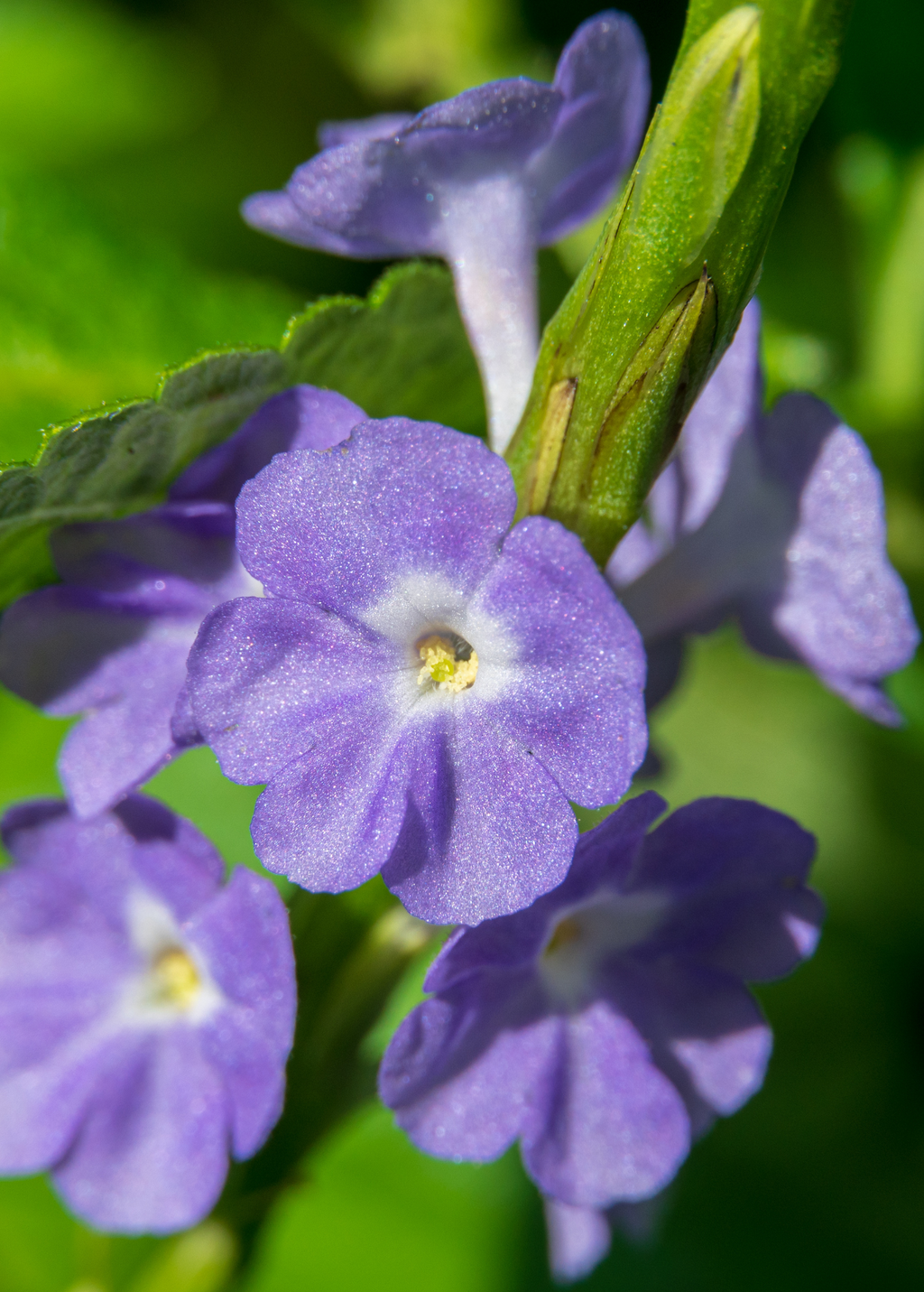 Blue Porterweed — Stachytarpheta jamaicensis