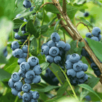 Bluecrop Blueberry live fruit plant