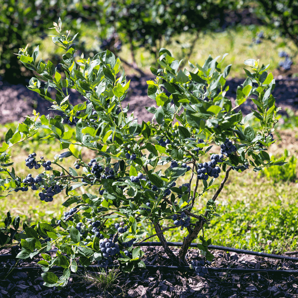 Bluecrop Blueberry live fruit plant