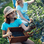 Bluecrop Blueberry live fruit plant