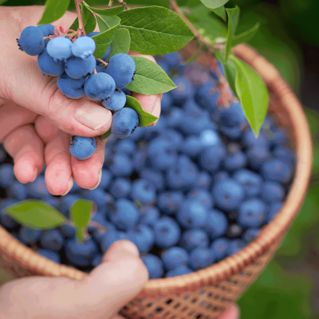 Bluecrop Blueberry live fruit plant
