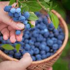 Bluecrop Blueberry live fruit plant