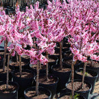 Bonfire Patio Peach live fruit plant
