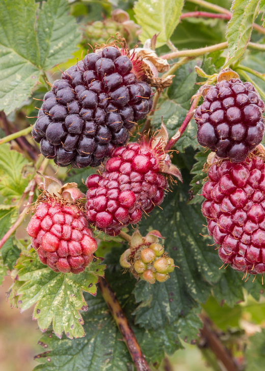 Boysenberry Plant