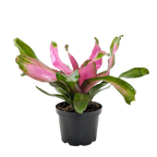 Bromeliad 'Donna'