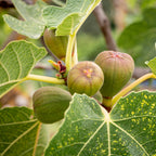 Brown Turkey Fig Tree — Self-Pollinating & Cold Hardy live plant