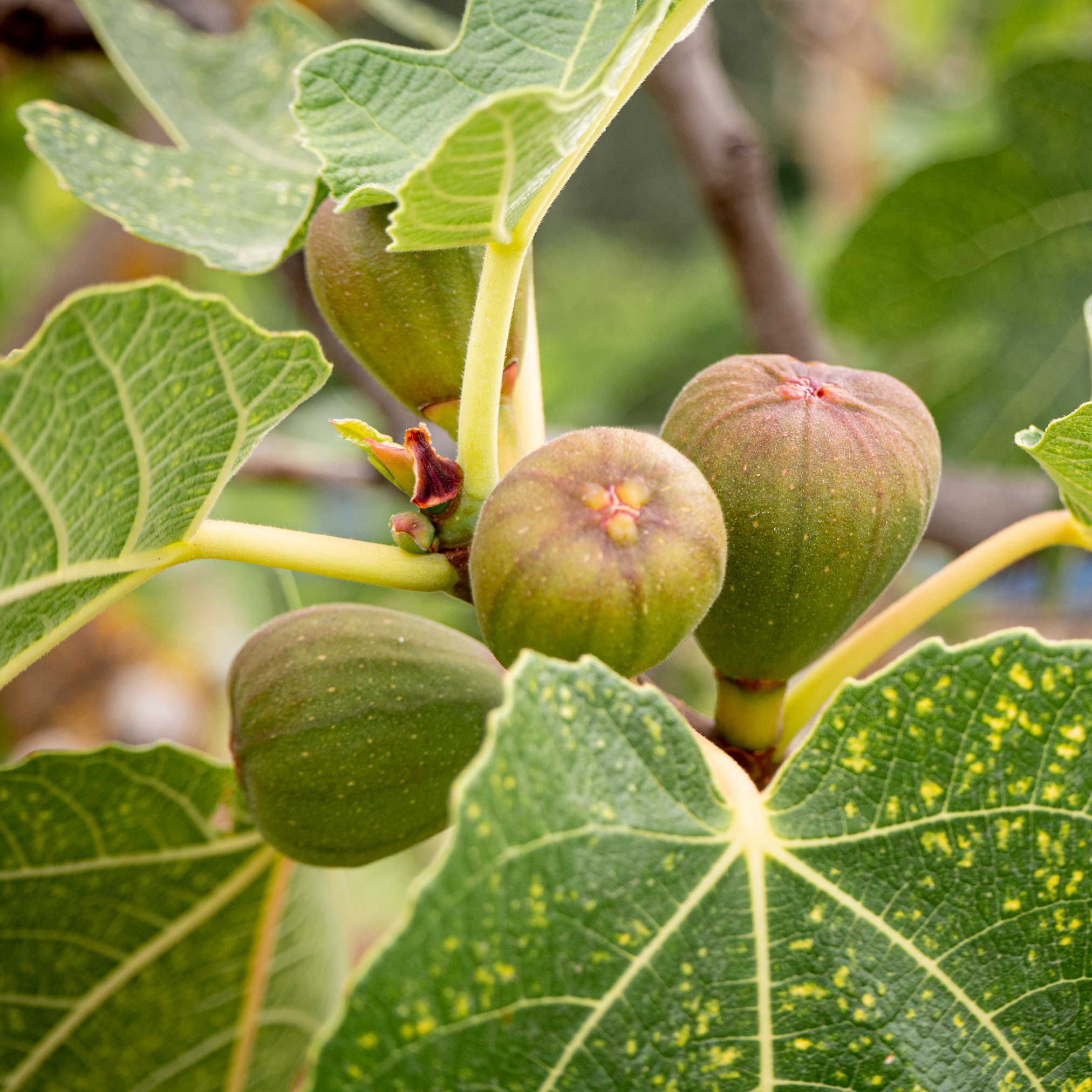 Brown Turkey Fig Tree — Self-Pollinating & Cold Hardy live plant