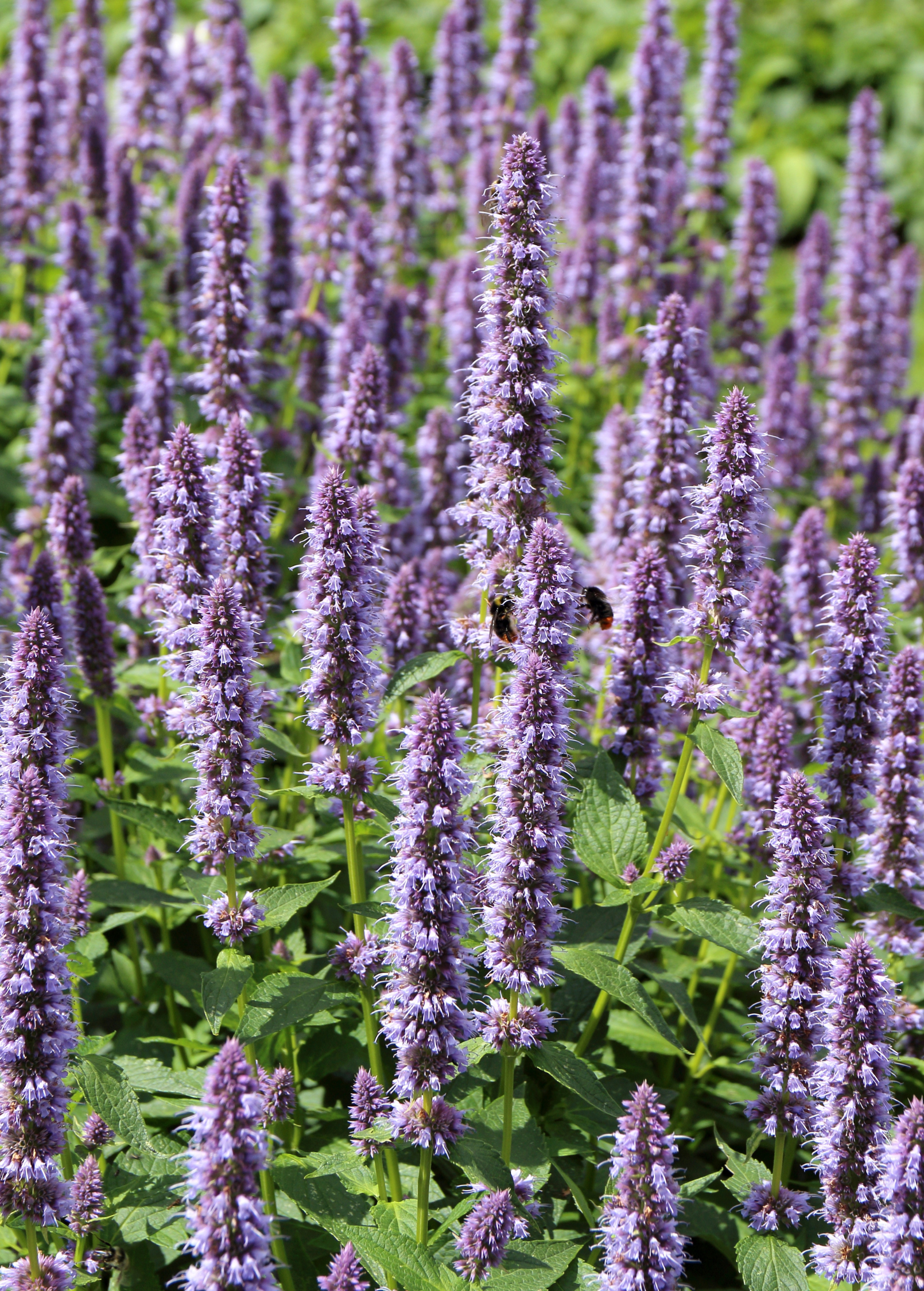 Established Korean mint plants with purple flower spikes; mature growth example, not arrival size
