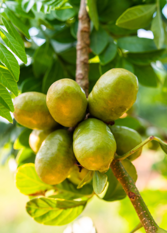 Yellow Jocote Tree — Yellow Hog Plum