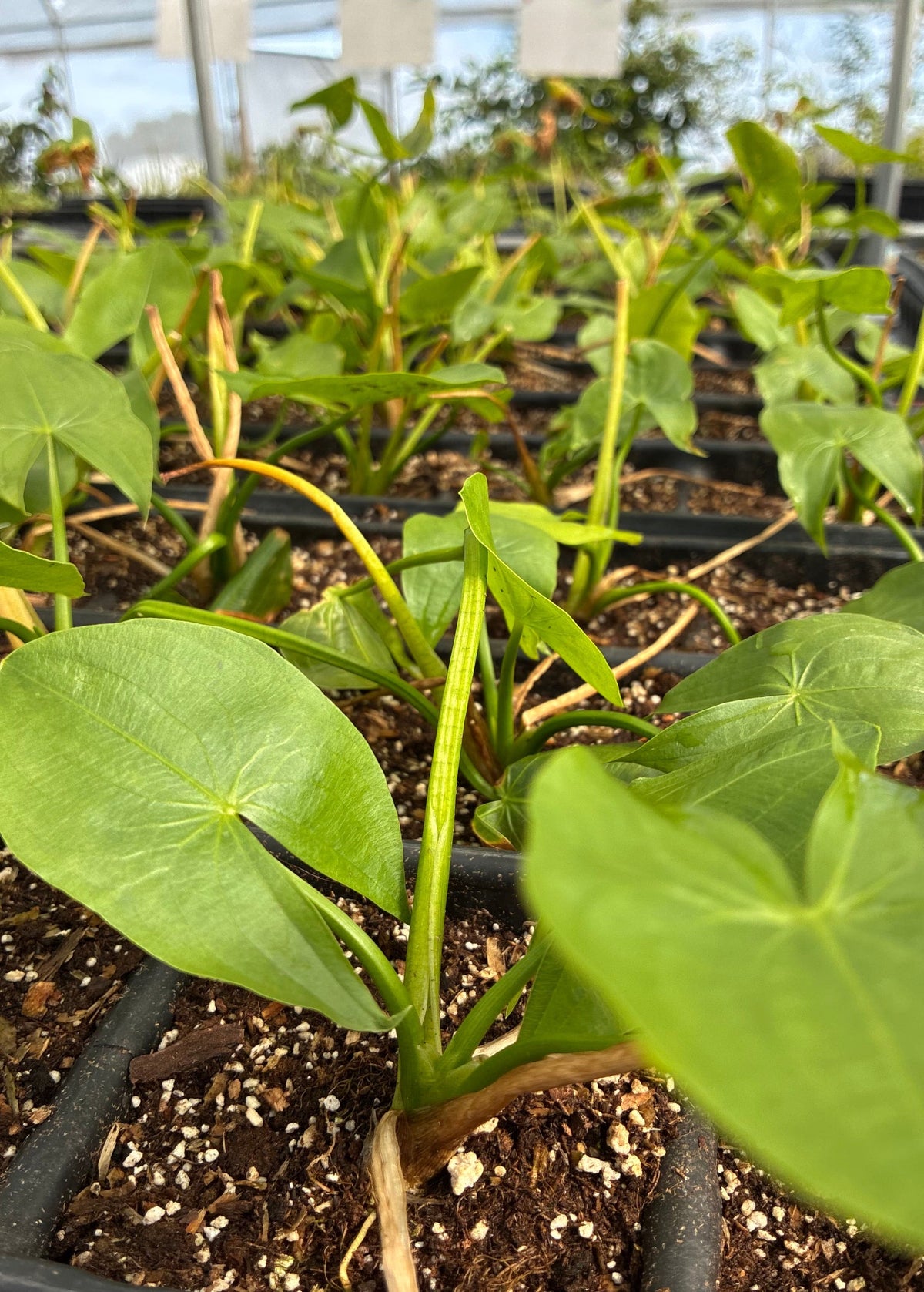 Duck Potato — Broadleaf Arrowhead (Sagittaria latifolia)