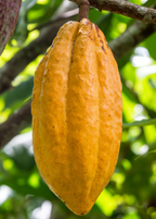 Yellow Cacao Tree — Theobroma cacao