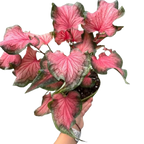 Caladium Red Flash