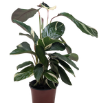 Calathea 'Princess Dalya'