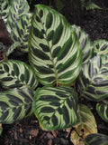 Peacock Plant — Calathea Makoyana