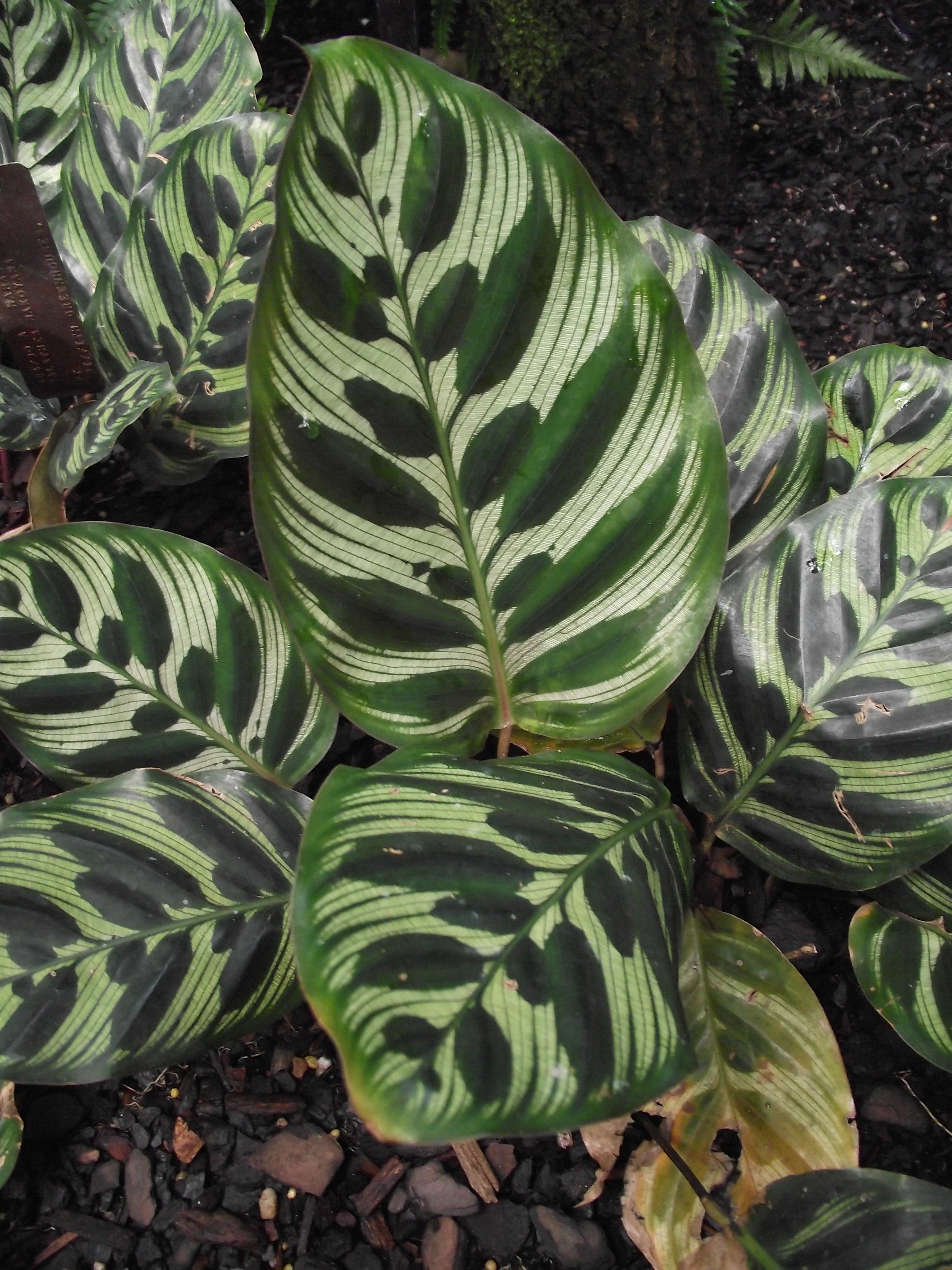 Peacock Plant, Calathea makoyana, patterned green foliage