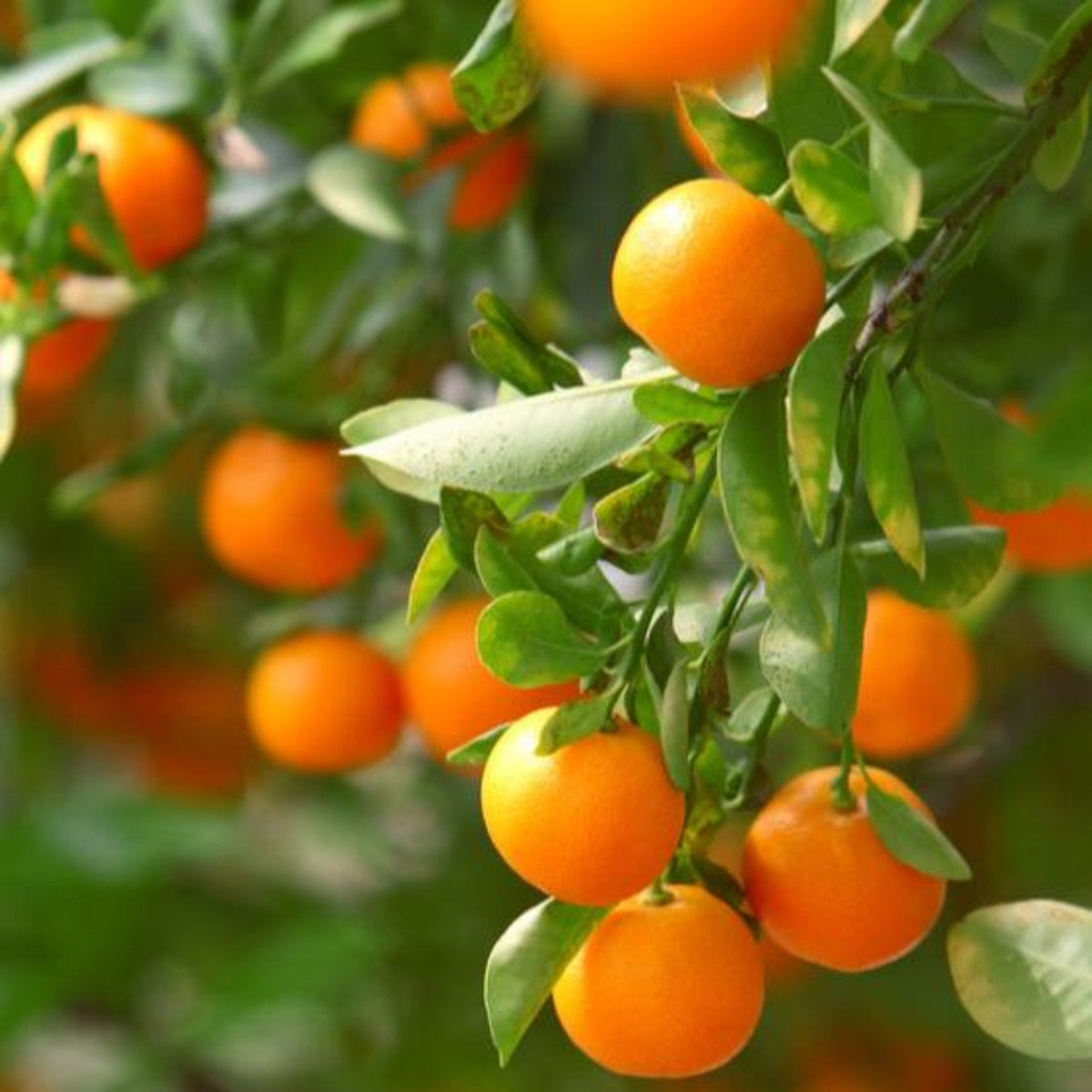 California Honey Mandarin Tree live fruit plant