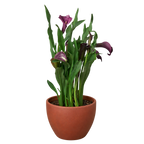 Calla Lily