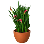 Calla Lily