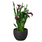 Calla Lily
