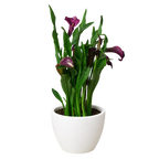 Calla Lily