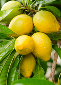Canistel Seedling — Eggfruit Tree