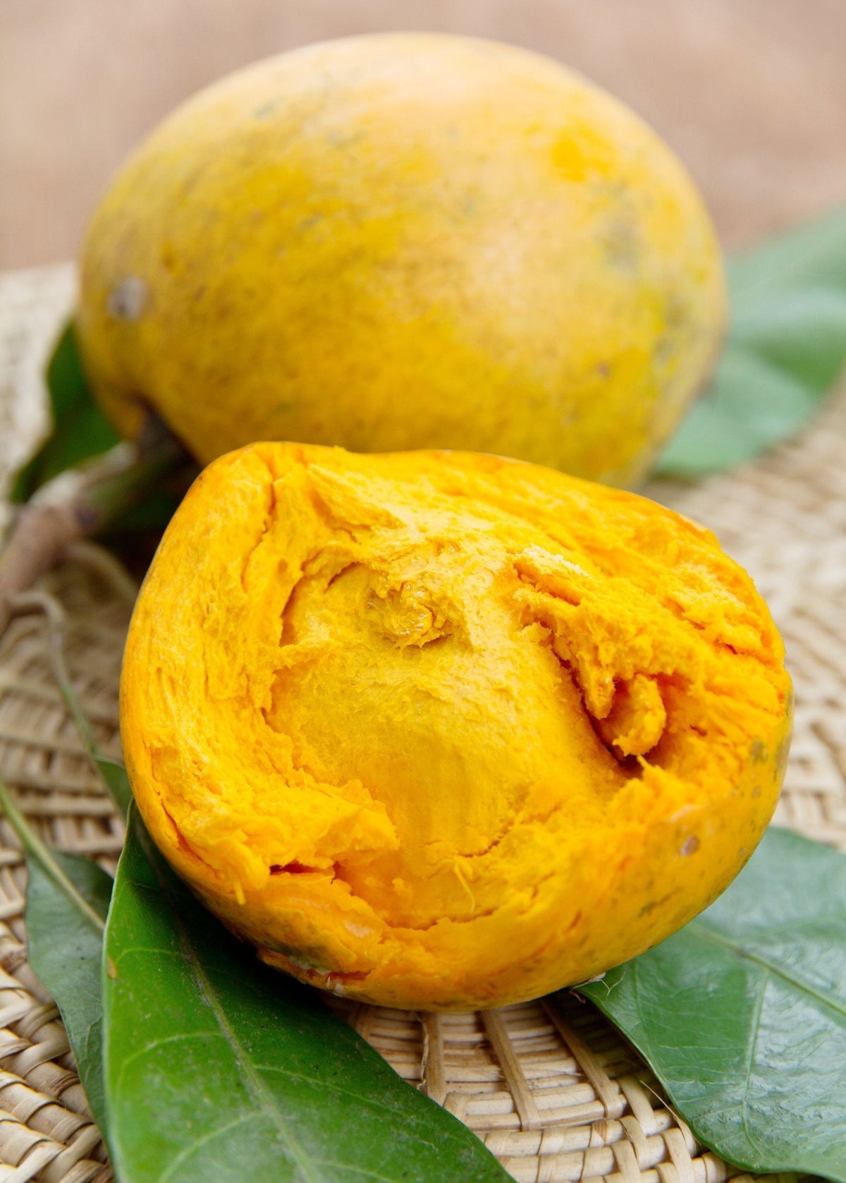 Canistel Seedling — Eggfruit Tree