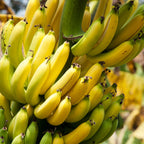Dwarf Cavendish Banana Tree — Compact Tropical Fruit Plant live plant